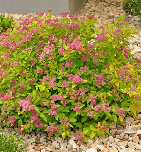 Garden Magic Carpet Spirea: A Delicate Touch for Formal Gardens